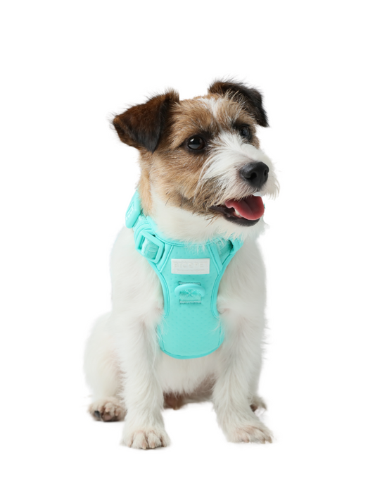 NO PULL ACTIVE PET HARNESS - MINT GREEN