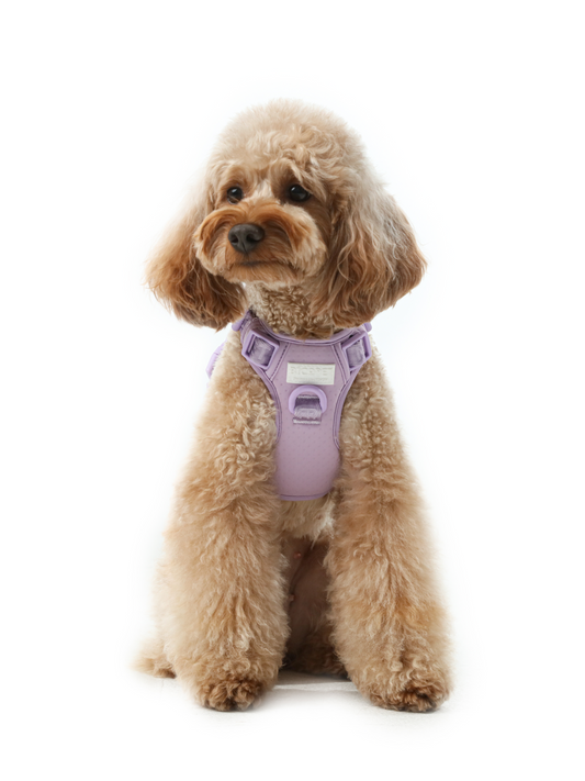 NO PULL ACTIVE PET HARNESS - MINT PURPLE