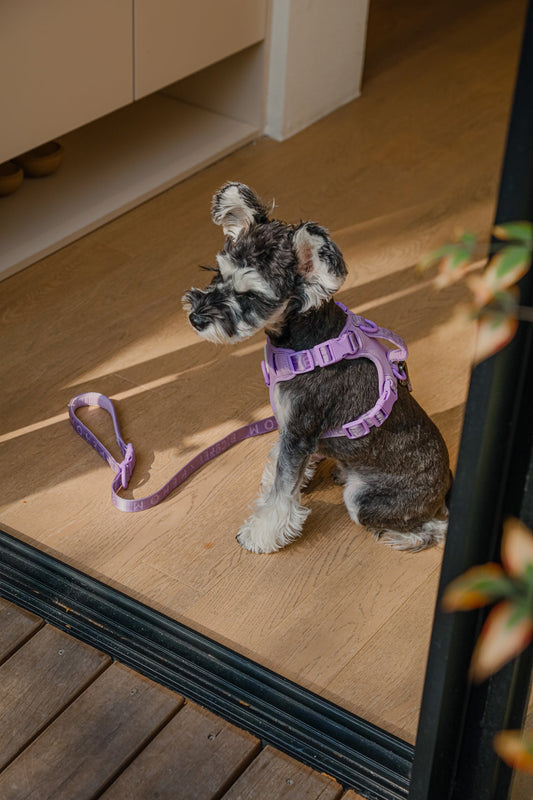 NO PULL ACTIVE PET HARNESS - MINT PURPLE
