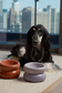 Soufflé Pet Bowl - Purple